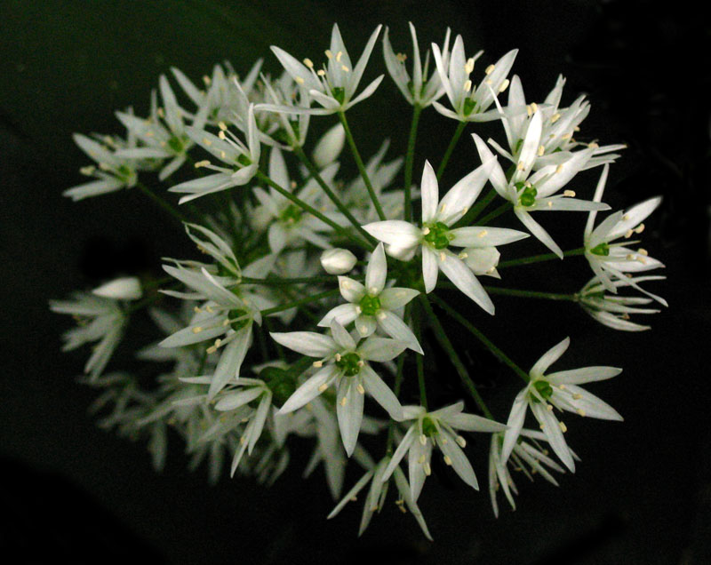Native Herbs of Britain
