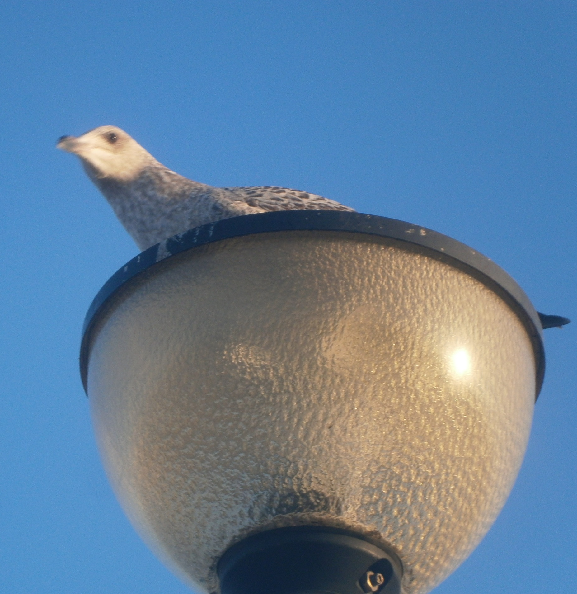 Birds in seaside towns