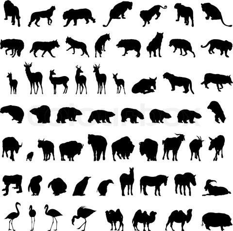 Animals