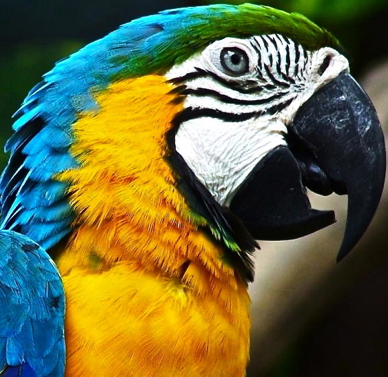 1000 words of elementary Portuguese (Brasil)