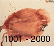 Chinese words by spoken frequency 1001 - 2000