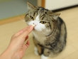 みんなの日本語 (12-23)