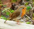 Common British Birds