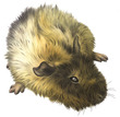 Rodents and Rabbits