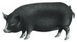 Pigs