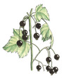 Wild Fruits and Berries (UK)