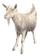 Goats
