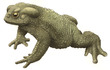 Reptiles