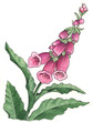 Wild Flowers (UK)