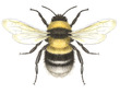 Insects (UK)