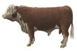 Cattle (UK)