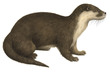 Mammals (UK)