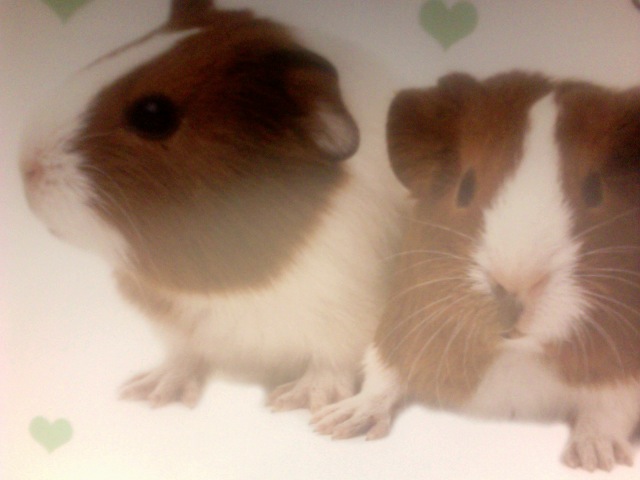 Guinea-Pig Breeds
