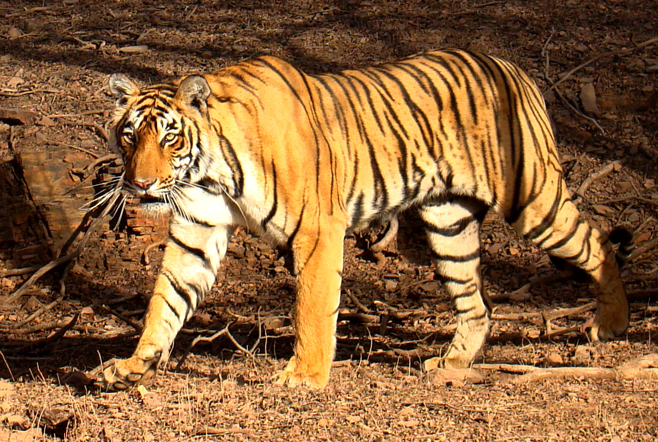 Animals