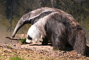 Tiere