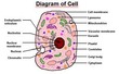The Animal Cell