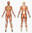 Body Parts