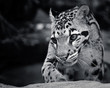 Creatures and Critters