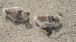 Irish 1: animals and birds
