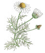 Herbs