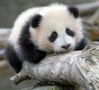 Mandarin - Einstieg