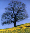Beginner 21: Nature