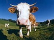 Nature: Food, Animals, and Plants