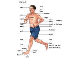 Parts of the body - Rhannau'r corff