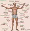 Parts of the body