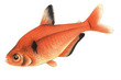 Tropical Fish